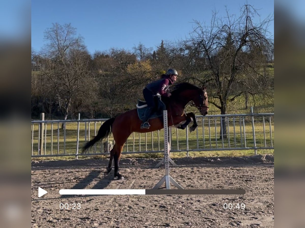 Zangersheider Jument 6 Ans 162 cm Bai in Winnenden