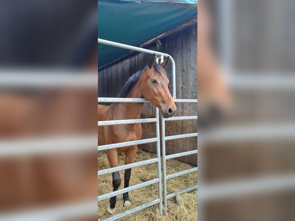 Zangersheider Jument 6 Ans 165 cm Bai in Lindlar