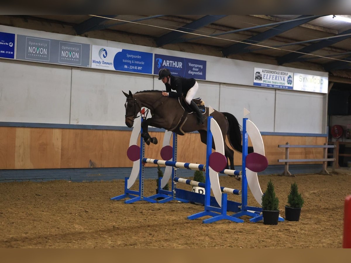 Zangersheider Jument 6 Ans 167 cm Bai brun in GROTE-BROGEL