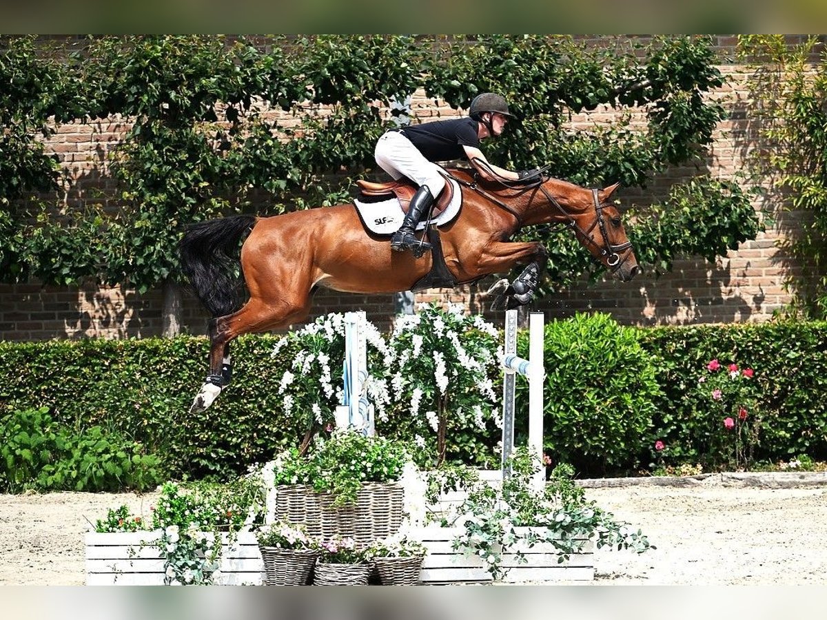 Zangersheider Jument 6 Ans 167 cm Bai in Bladel