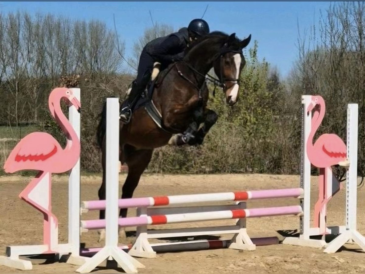 Zangersheider Jument 6 Ans 170 cm Bai in Willich Zangersheider Jument 6 Ans 170 cm Bai in Willich