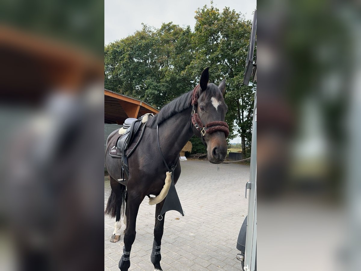 Zangersheider Jument 6 Ans 172 cm Bai brun foncé in Hückeswagen