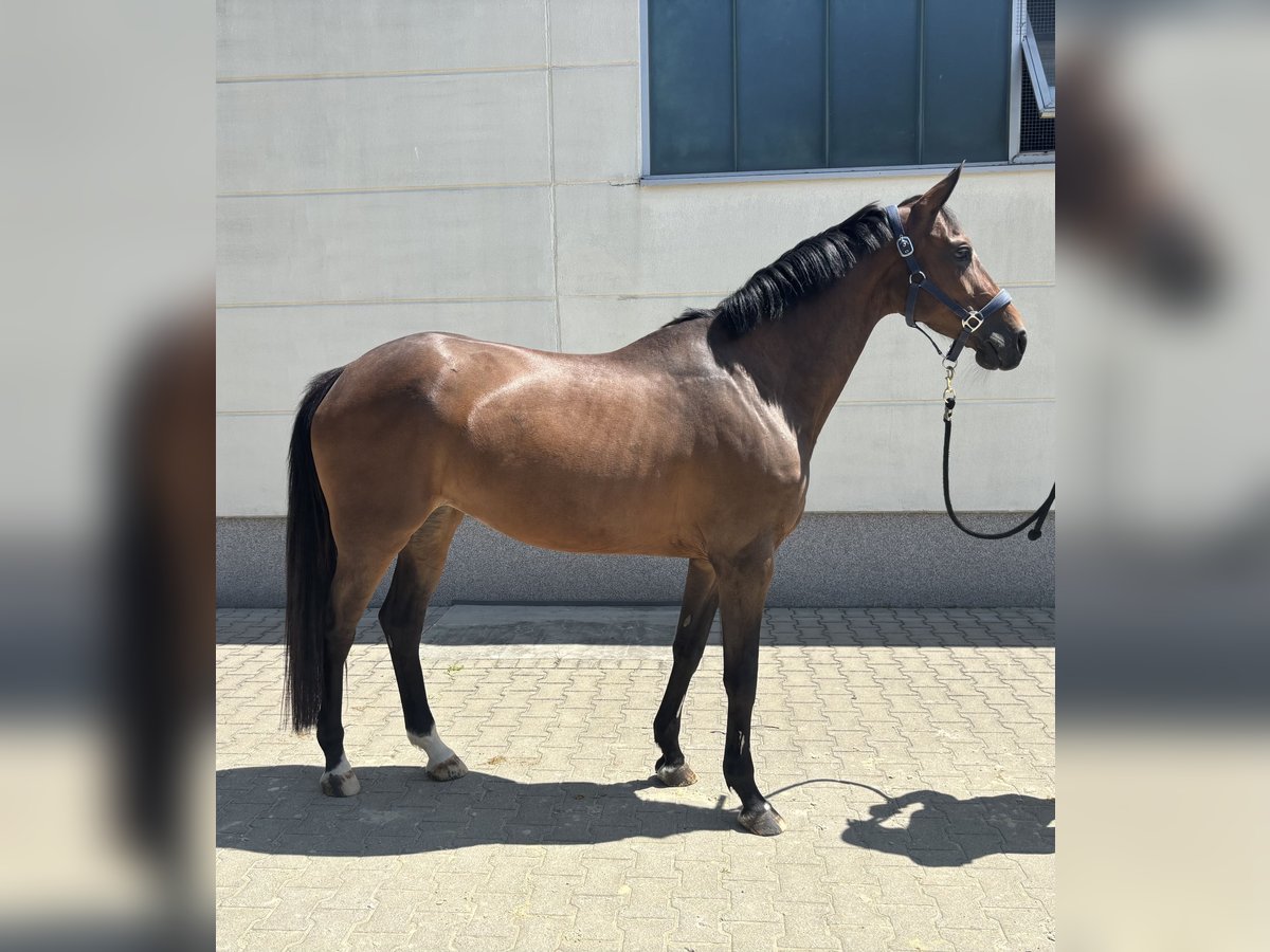 Zangersheider Jument 7 Ans 163 cm Bai in Krefeld