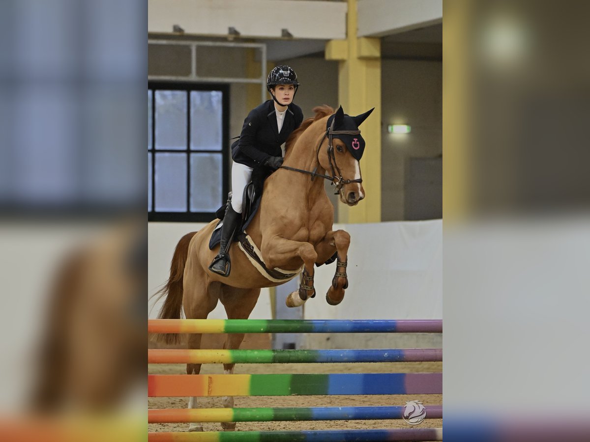 Zangersheider Jument 7 Ans 164 cm Alezan in Utting am Ammersee Zangersheider Jument 7 Ans 164 cm Alezan in Utting am Ammersee