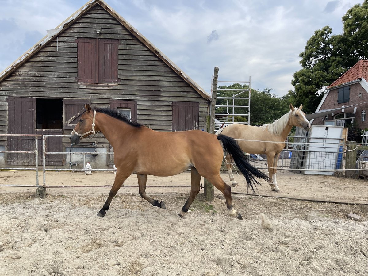 Zangersheider Jument 7 Ans 165 cm Bai clair in Laren
