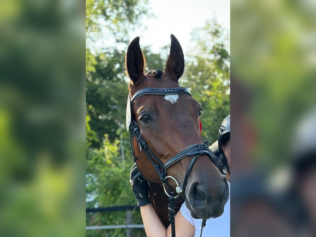 Zangersheider Jument 7 Ans 168 cm Bai in Rhede