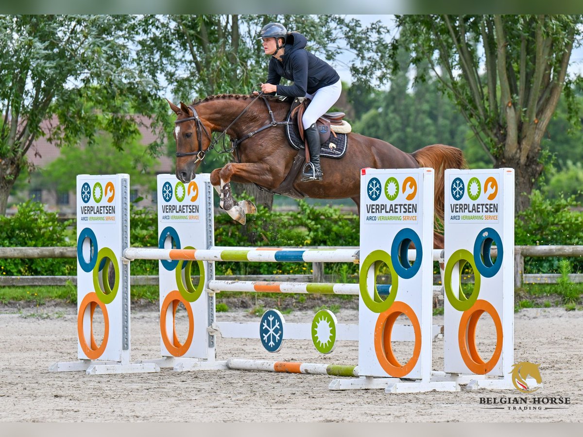 Zangersheider Jument 7 Ans Alezan brûlé in Sint-Katelijne-Waver