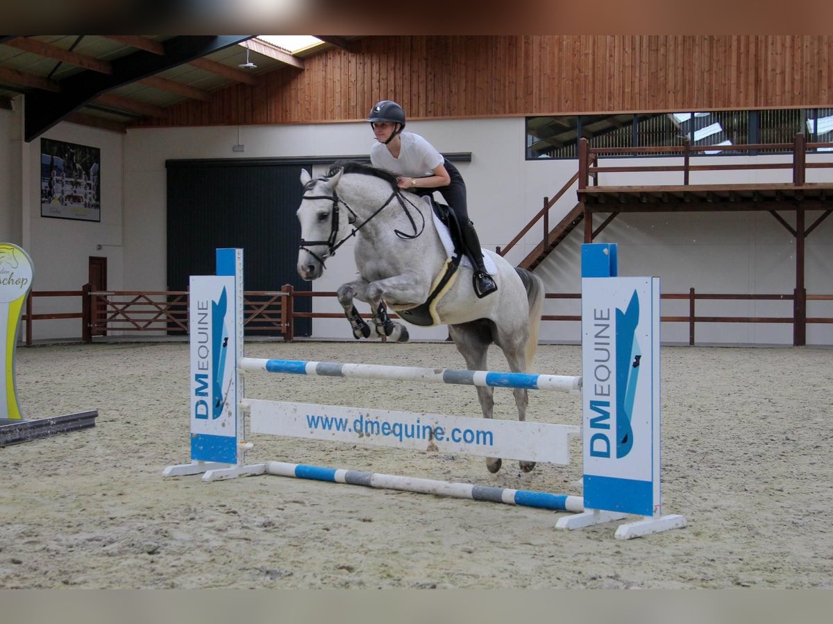 Zangersheider Jument 8 Ans Gris in Ichtegem