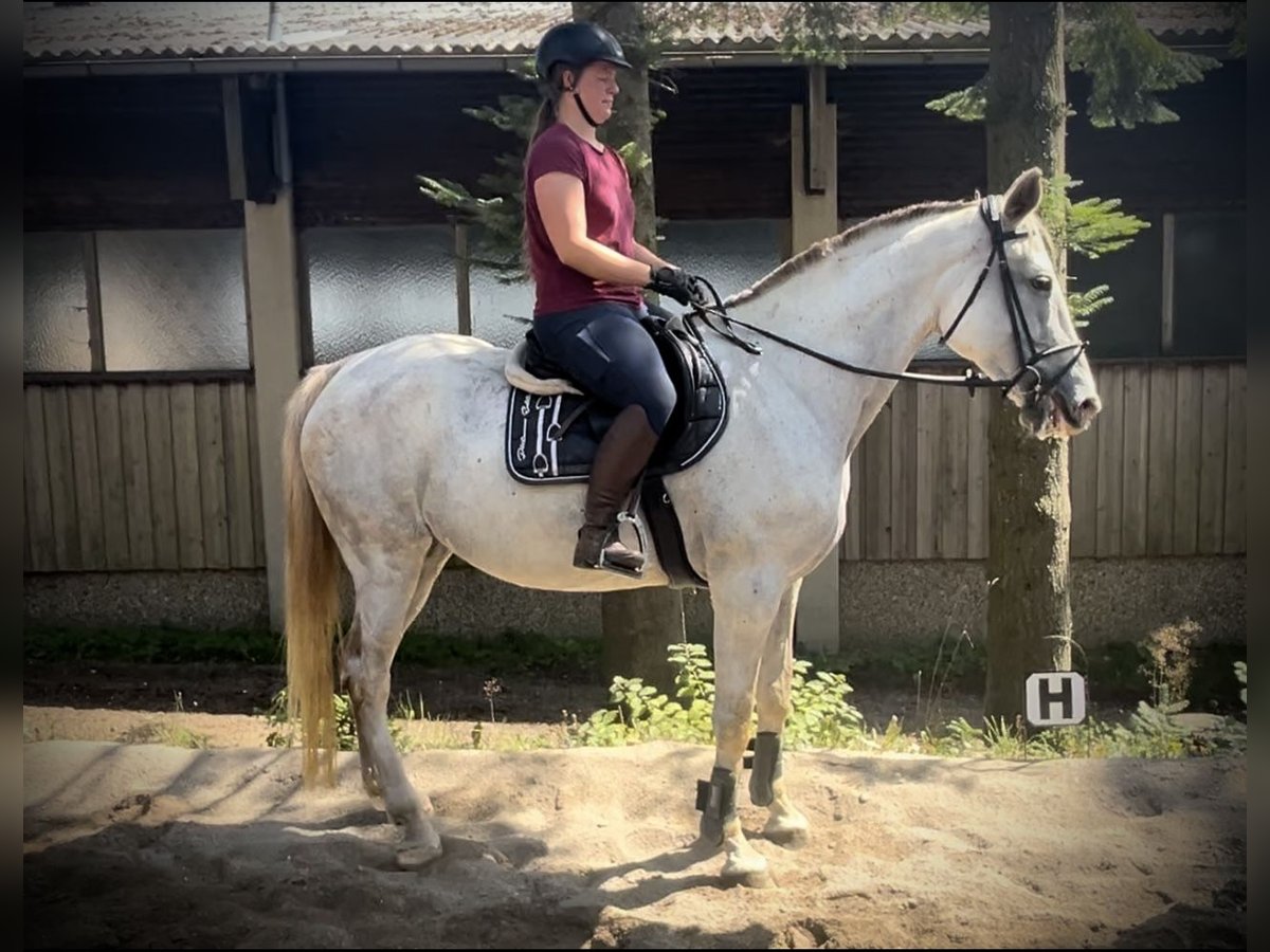 Zangersheider Jument 9 Ans 170 cm Gris in Pelmberg