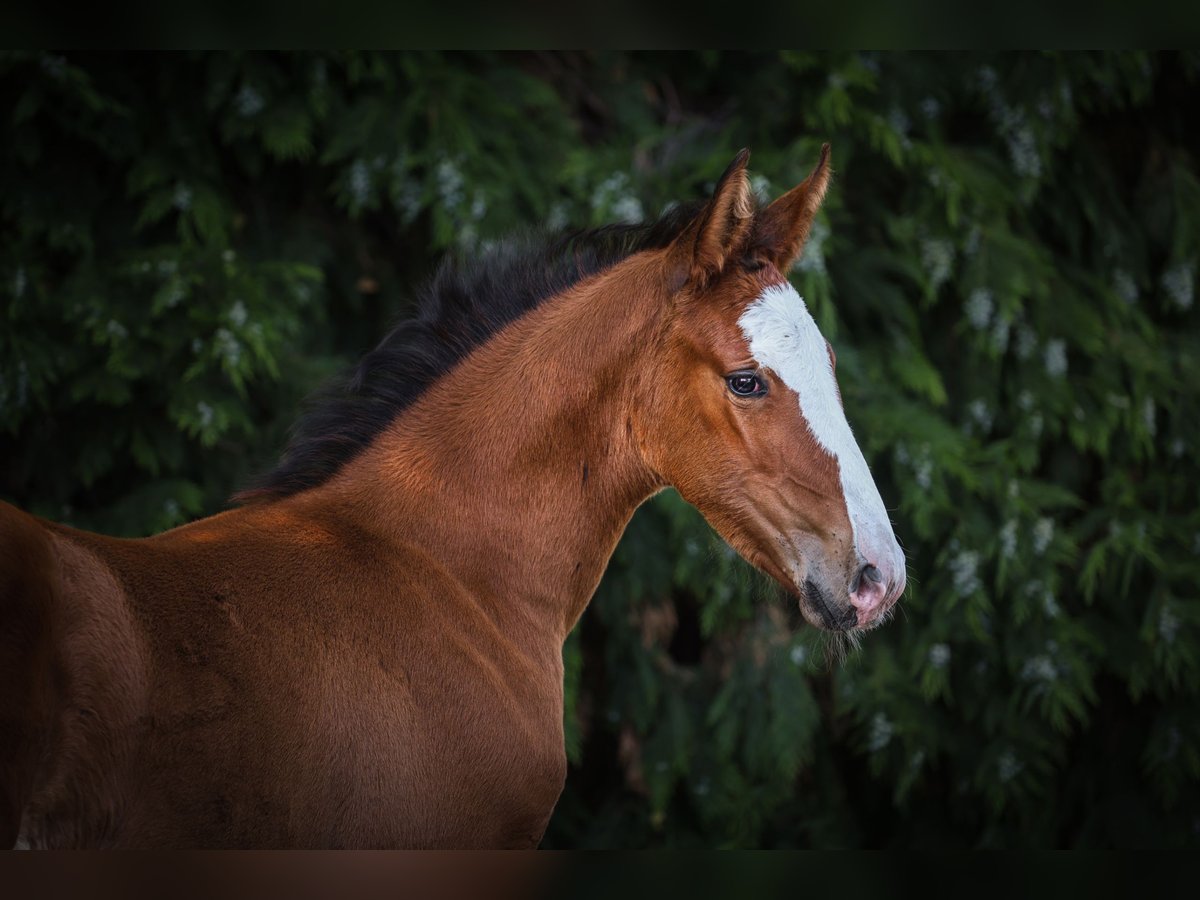 Zangersheider Jument  Bai cerise in Beerzel