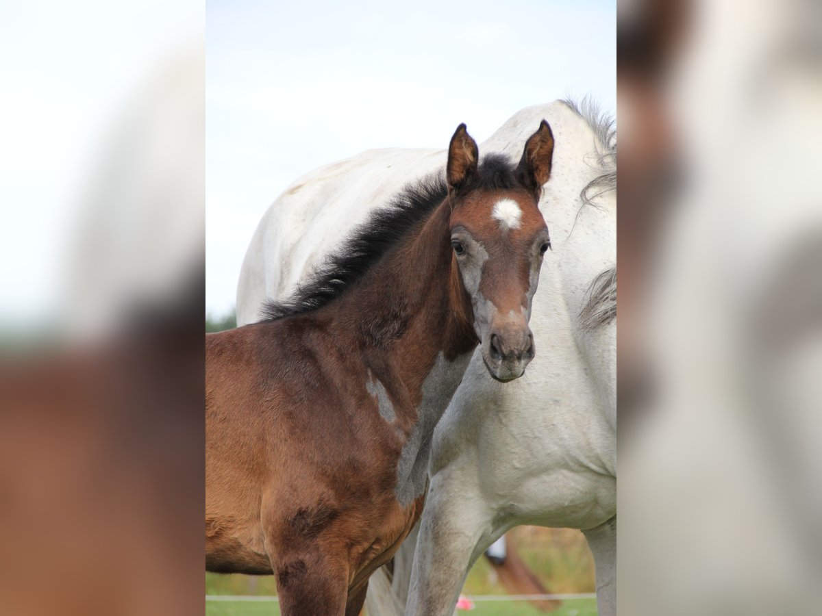 Zangersheider Jument  Gris in Wanssum