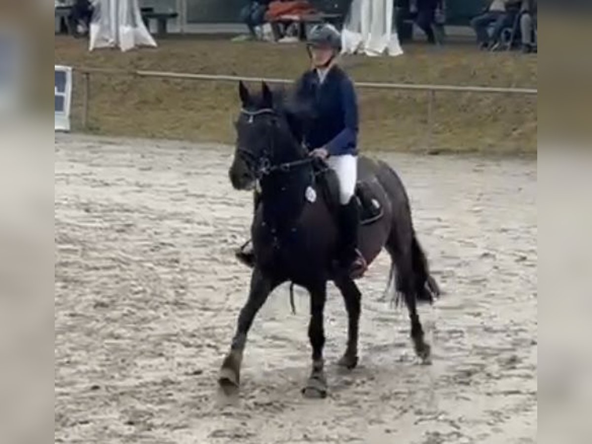 Zangersheider Mare 10 years 16,1 hh Smoky-Black in V&#xF6;hl