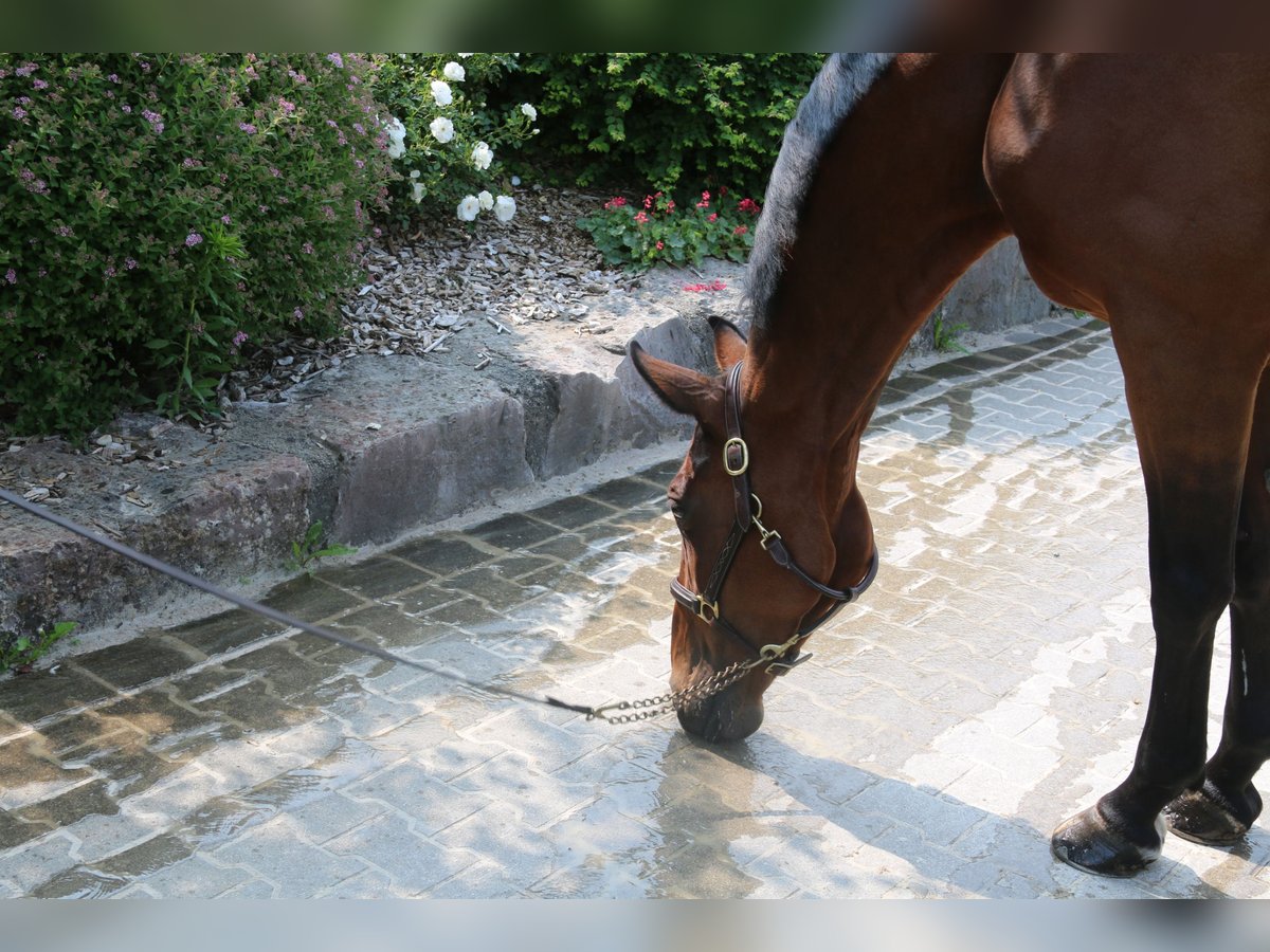 Zangersheider Mare 10 years 16,2 hh Brown-Light in Erharting