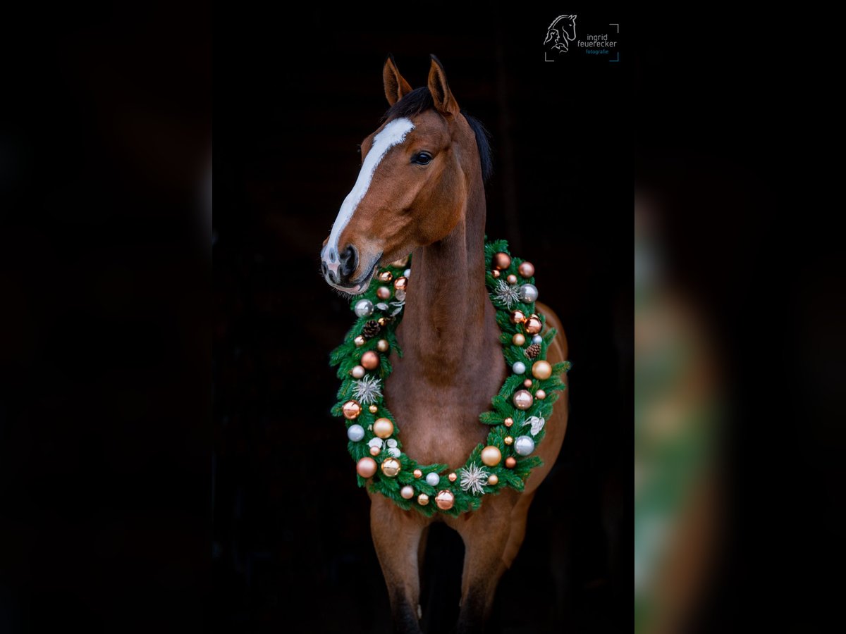 Zangersheider Mare 10 years 17 hh Brown in Peiting