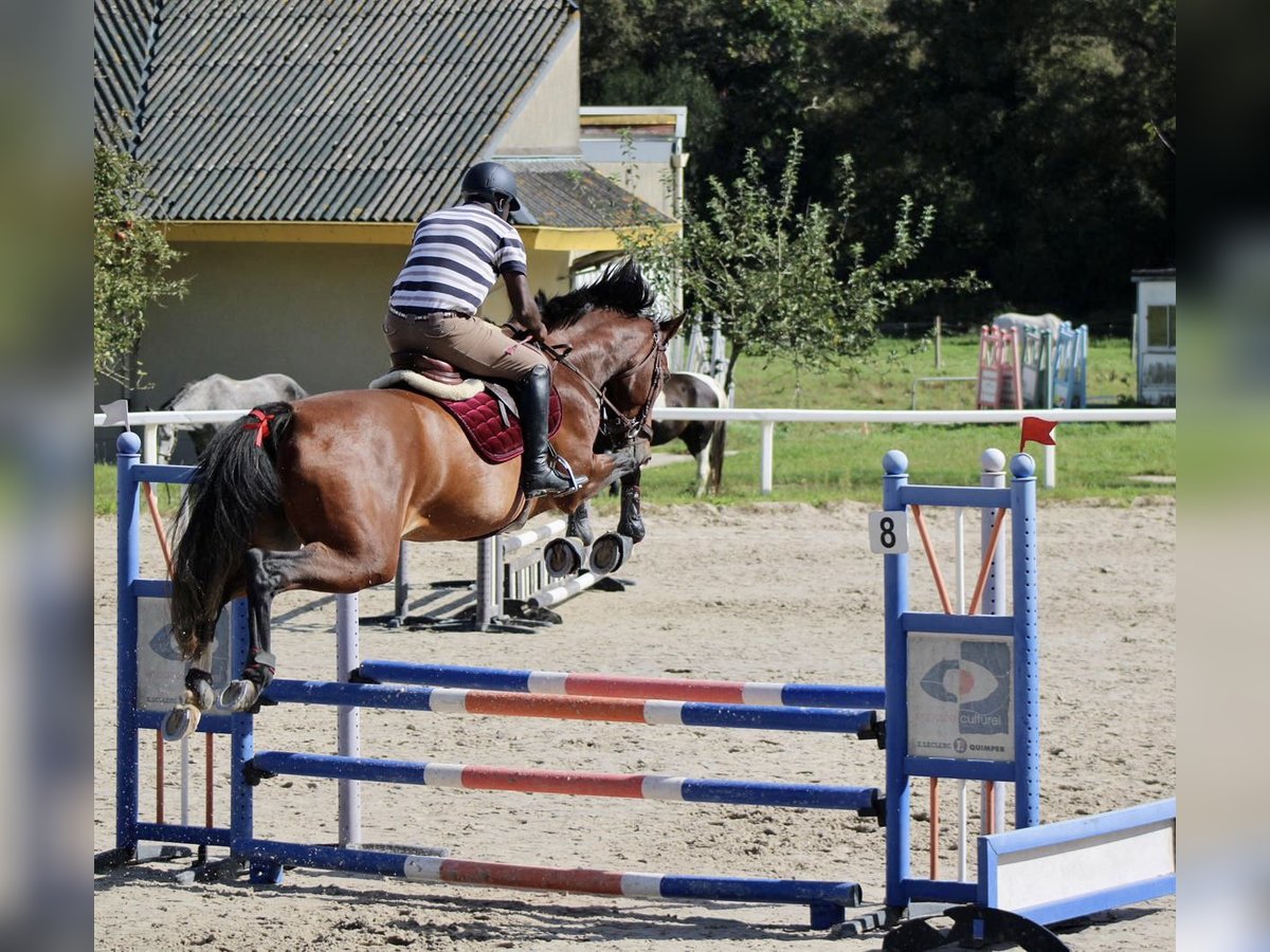 Zangersheider Mare 10 years 17 hh Brown in Quimper