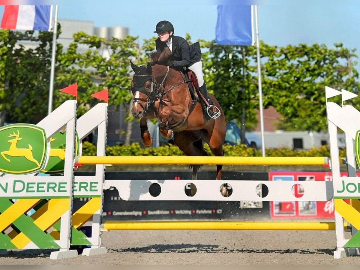 Zangersheider Mare 10 years Chestnut-Red in Koewacht
