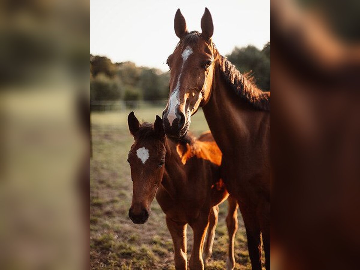 Zangersheider Mare 11 years 16 hh Brown-Light in Ravensberg