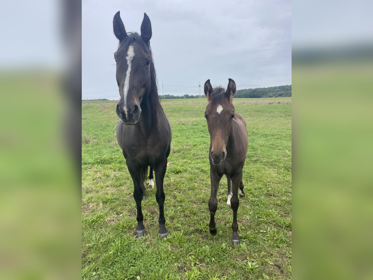 Zangersheider Mare 11 years 16,1 hh Brown in H&#xFC;tschenhausen