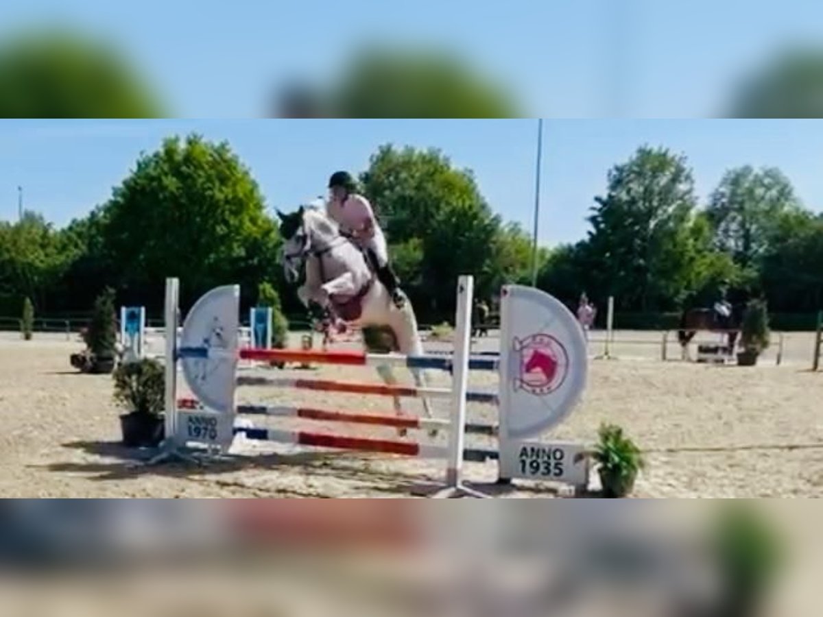 Zangersheider Mare 11 years 16,2 hh Grey in Denekamp