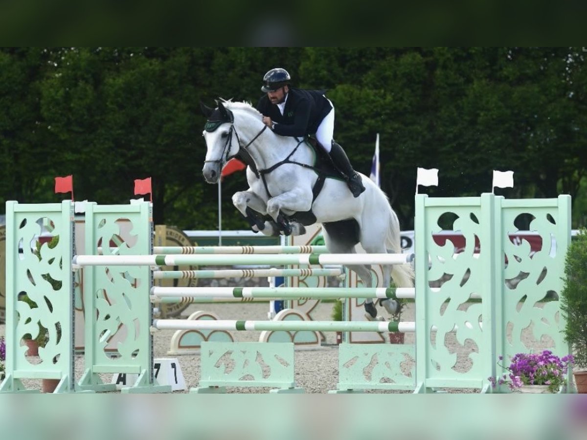 Zangersheider Mare 11 years Grey in Buja