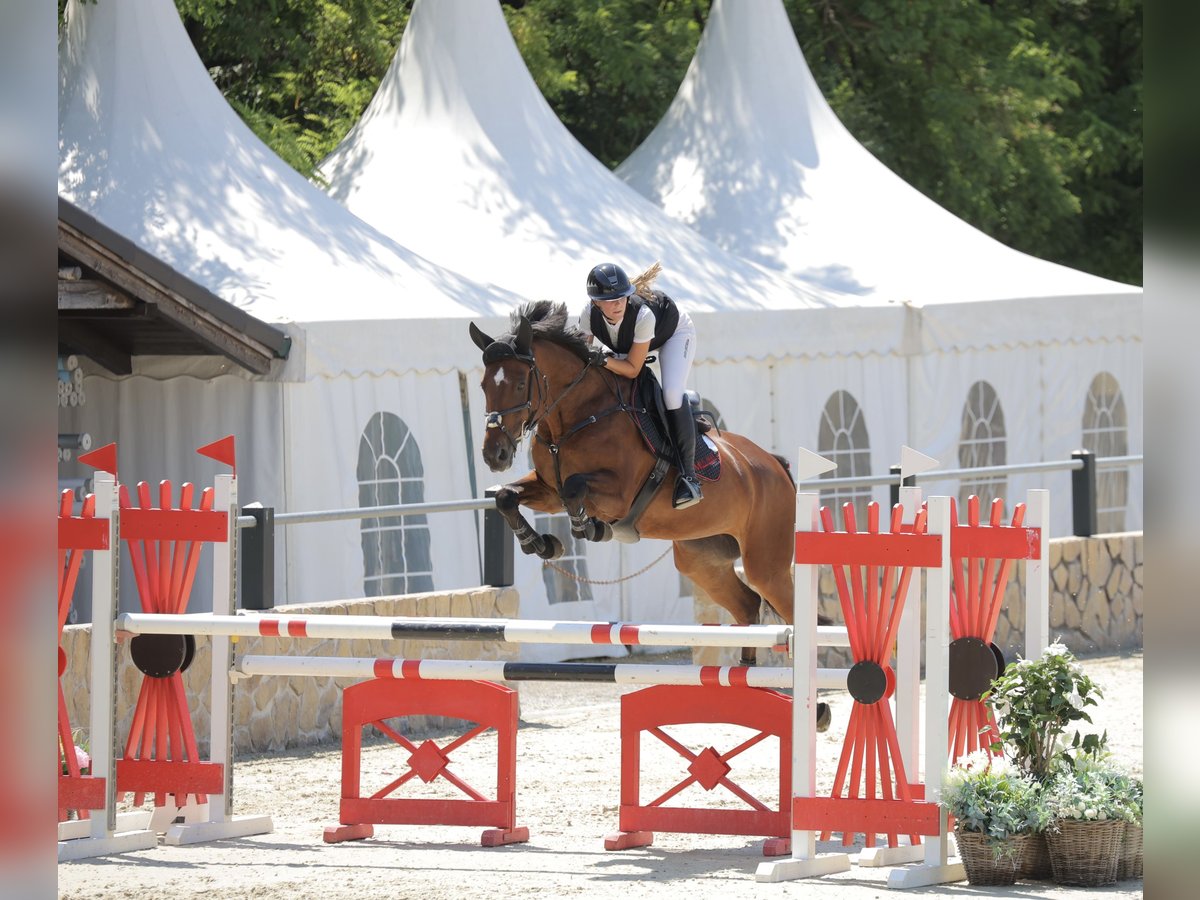 Zangersheider Mare 12 years 16,1 hh Brown in Deutschlandsberg