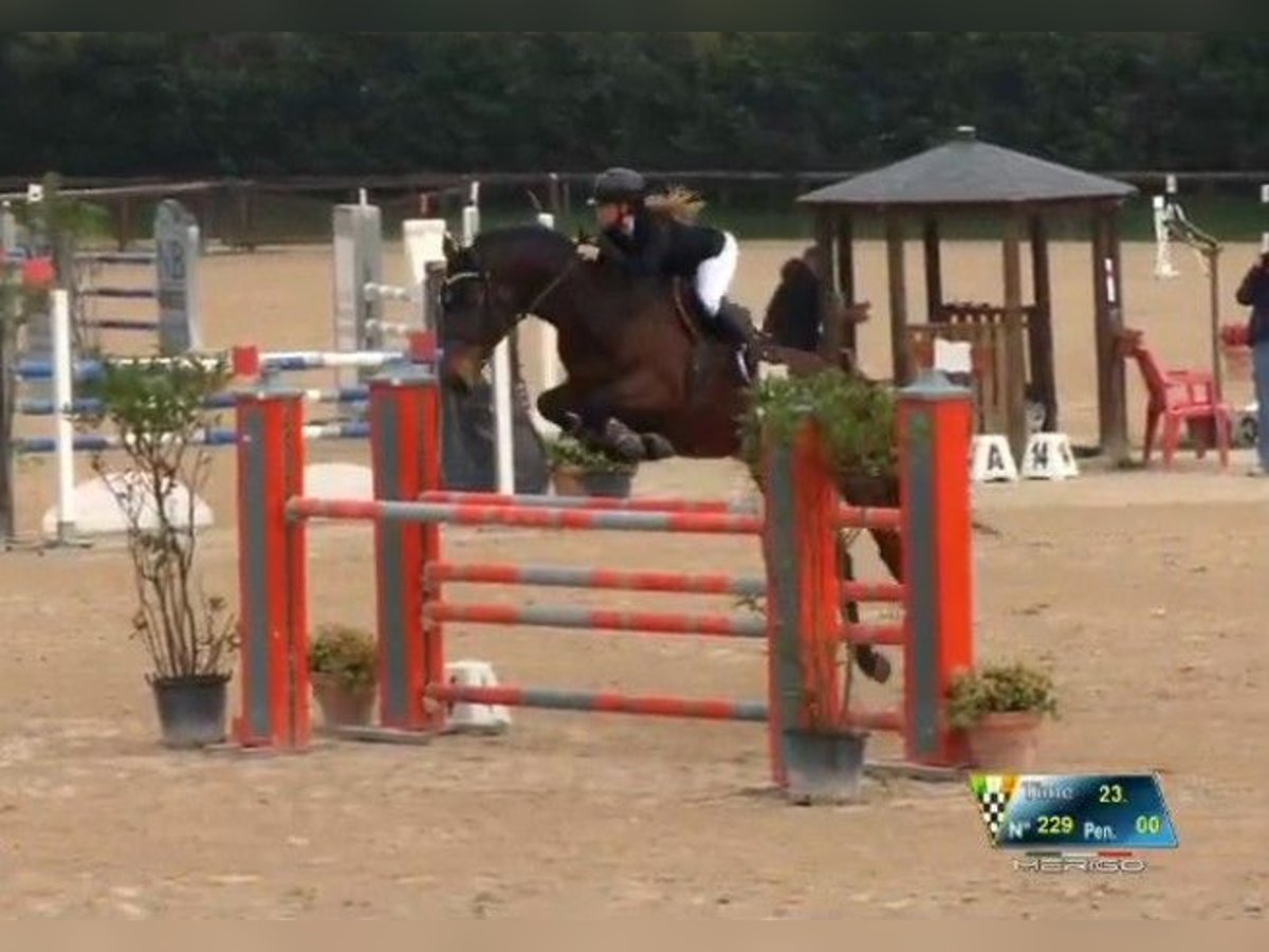 Zangersheider Mare 12 years 17,1 hh Brown in GROTE-BROGEL