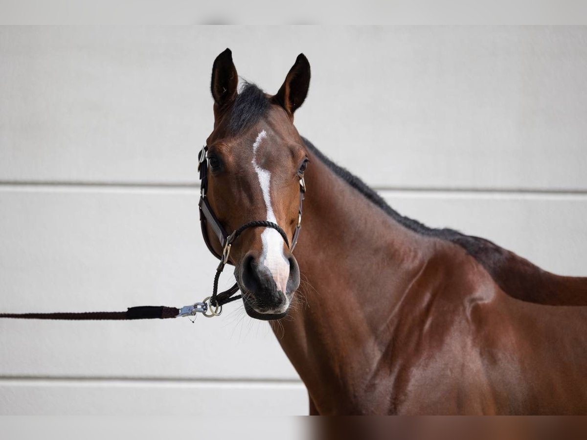 Zangersheider Mare 13 years 16 hh Brown in Krefeld
