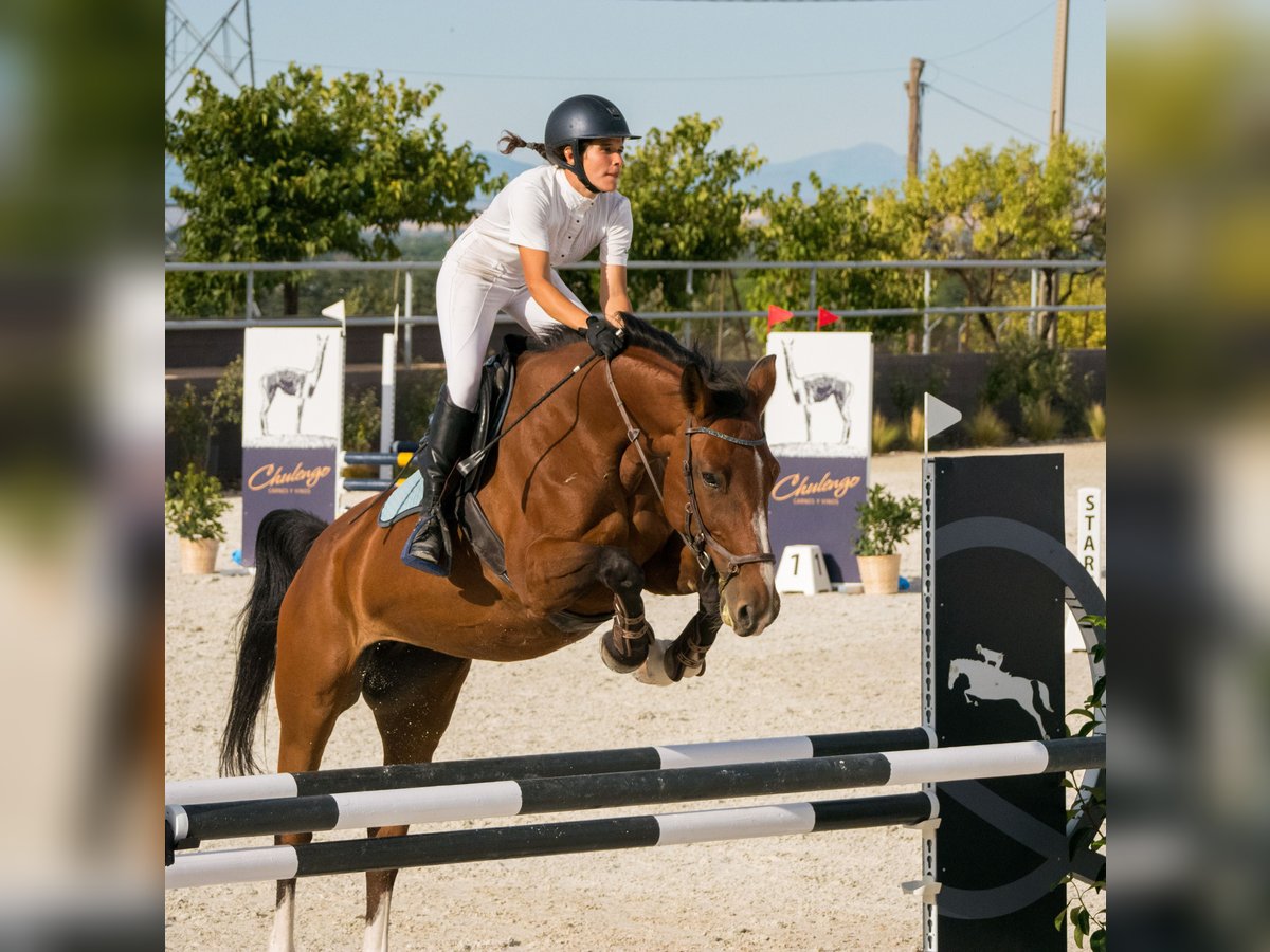 Zangersheider Mare 13 years 16,1 hh Bay in Fuente El Saz De Jarama