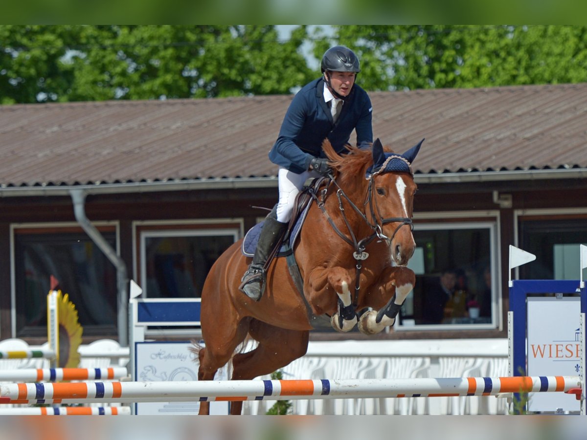Zangersheider Mare 13 years 17 hh Chestnut-Red in H&#xFC;nfelden