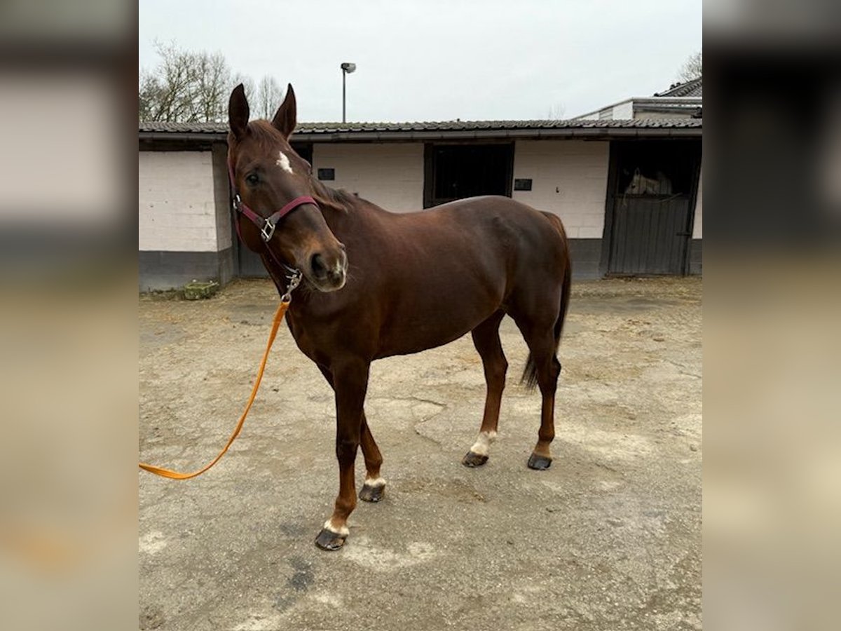 Zangersheider Mare 13 years Chestnut in Aspelare