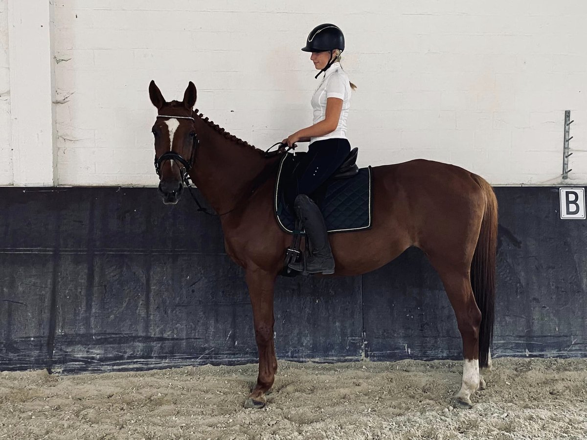 Zangersheider Mare 14 years 16,2 hh Chestnut-Red in Westmeerbeek