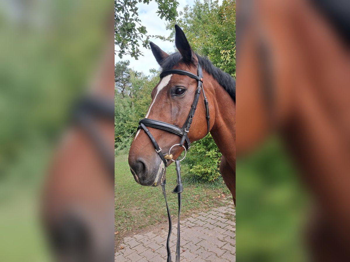 Zangersheider Mare 14 years 16 hh Brown in Messel