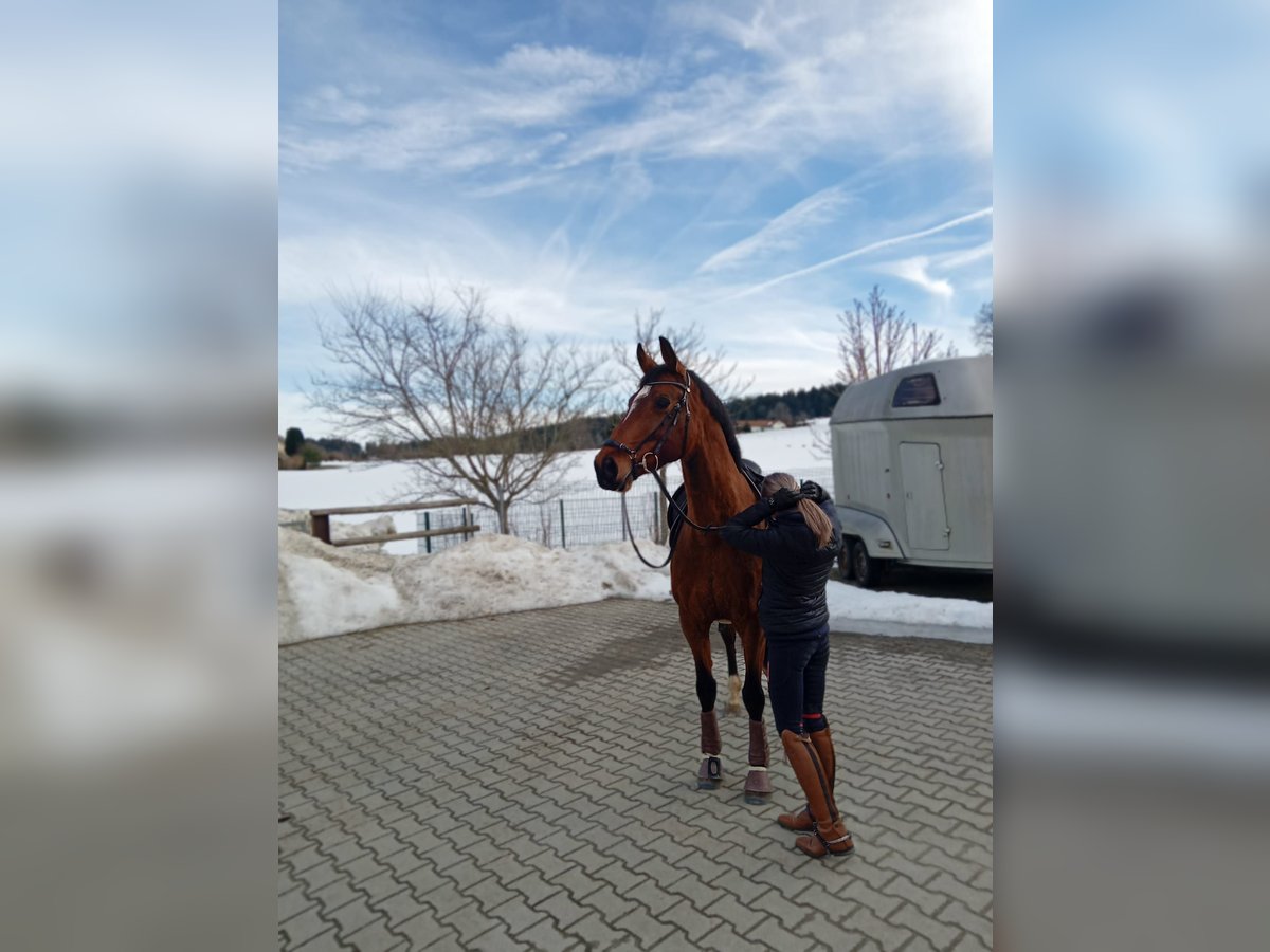 Zangersheider Mare 14 years 16,1 hh Brown in Passau