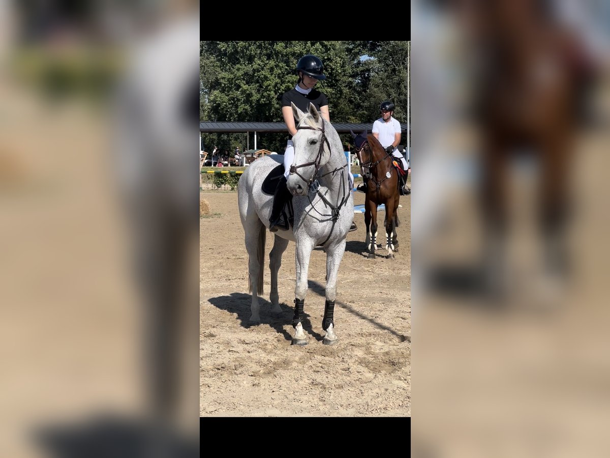 Zangersheider Mare 14 years 17,1 hh Grey-Fleabitten in Heinsberg