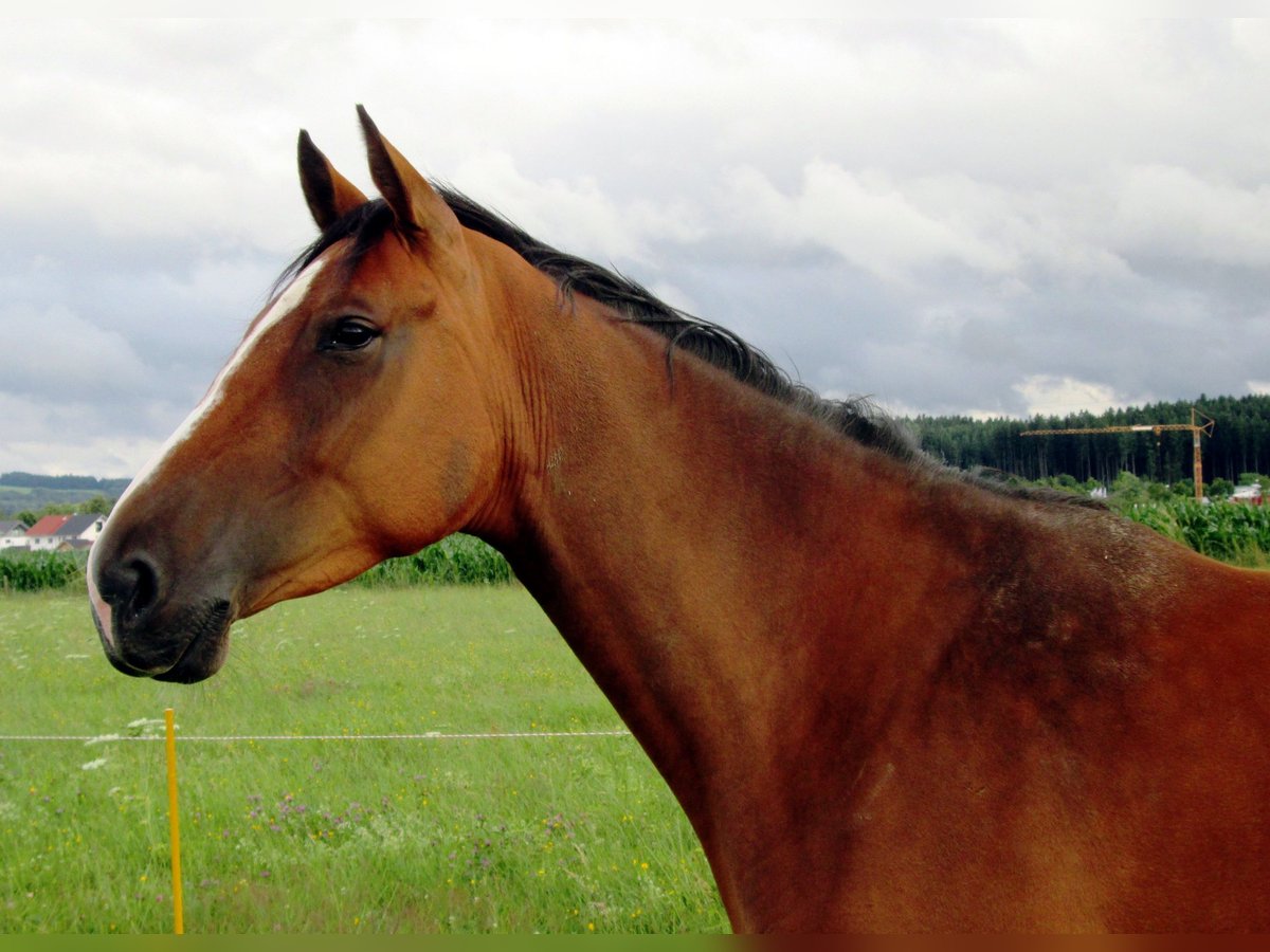 Zangersheider Mare 15 years 16,1 hh Brown in KirchdorfHaag