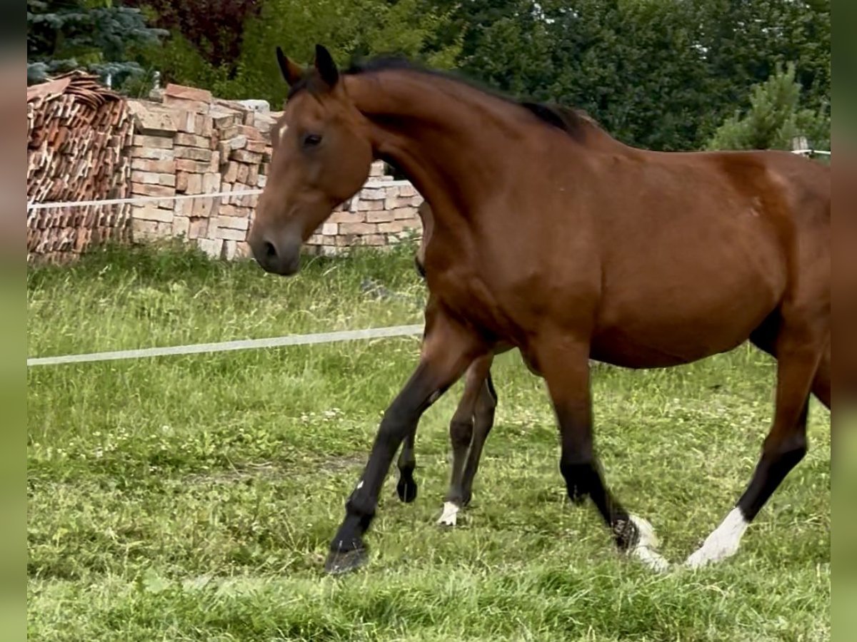 Zangersheider Mare 16 years 16,3 hh Bay in Go&#x15B;cimiec