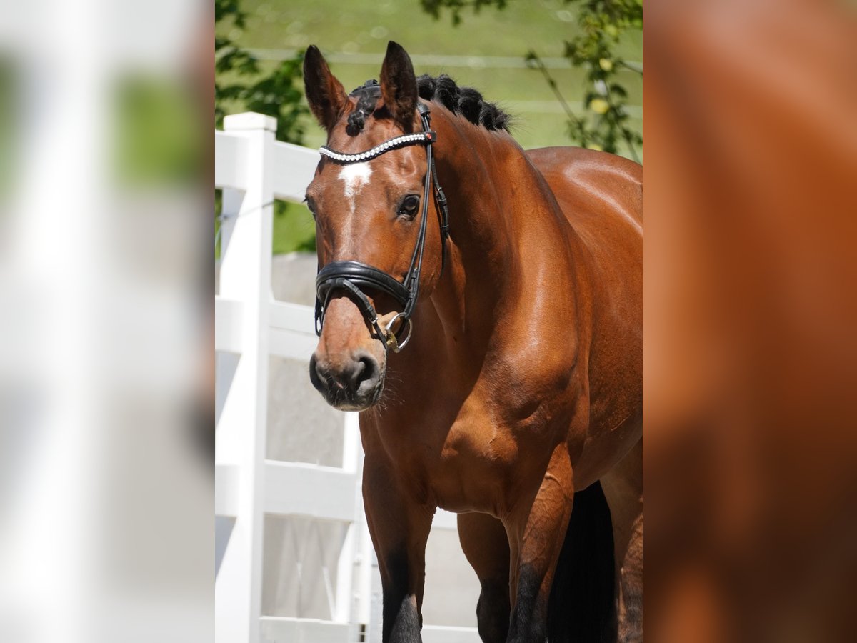Zangersheider Mare 17 years 16,2 hh Brown in Nettersheim