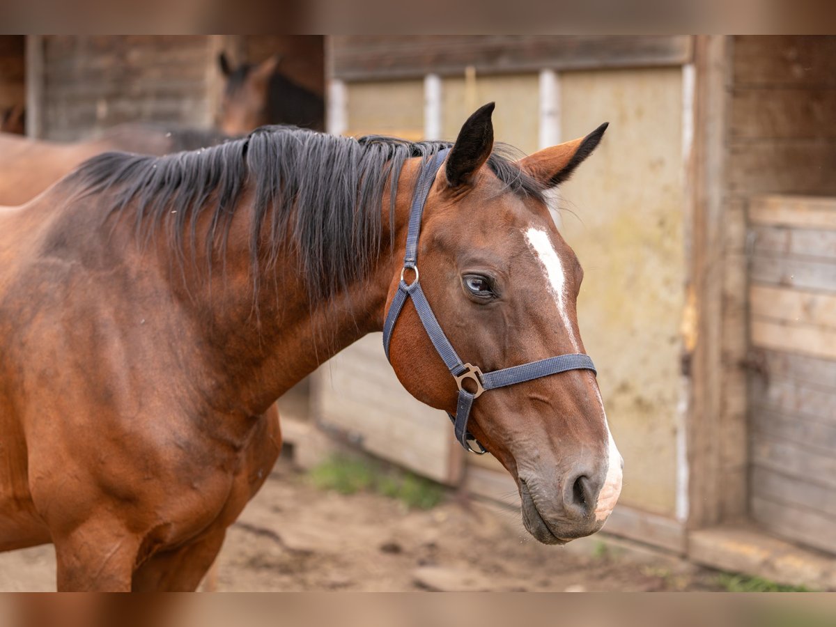 Zangersheider Mare 18 years 15,2 hh Bay in Ke&#x17E;marok