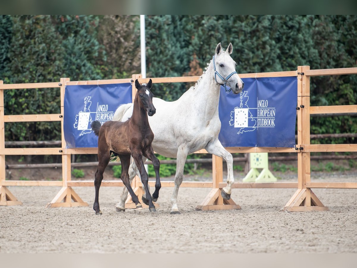 Zangersheider Mare 18 years 16,1 hh Gray in Waddinxveen