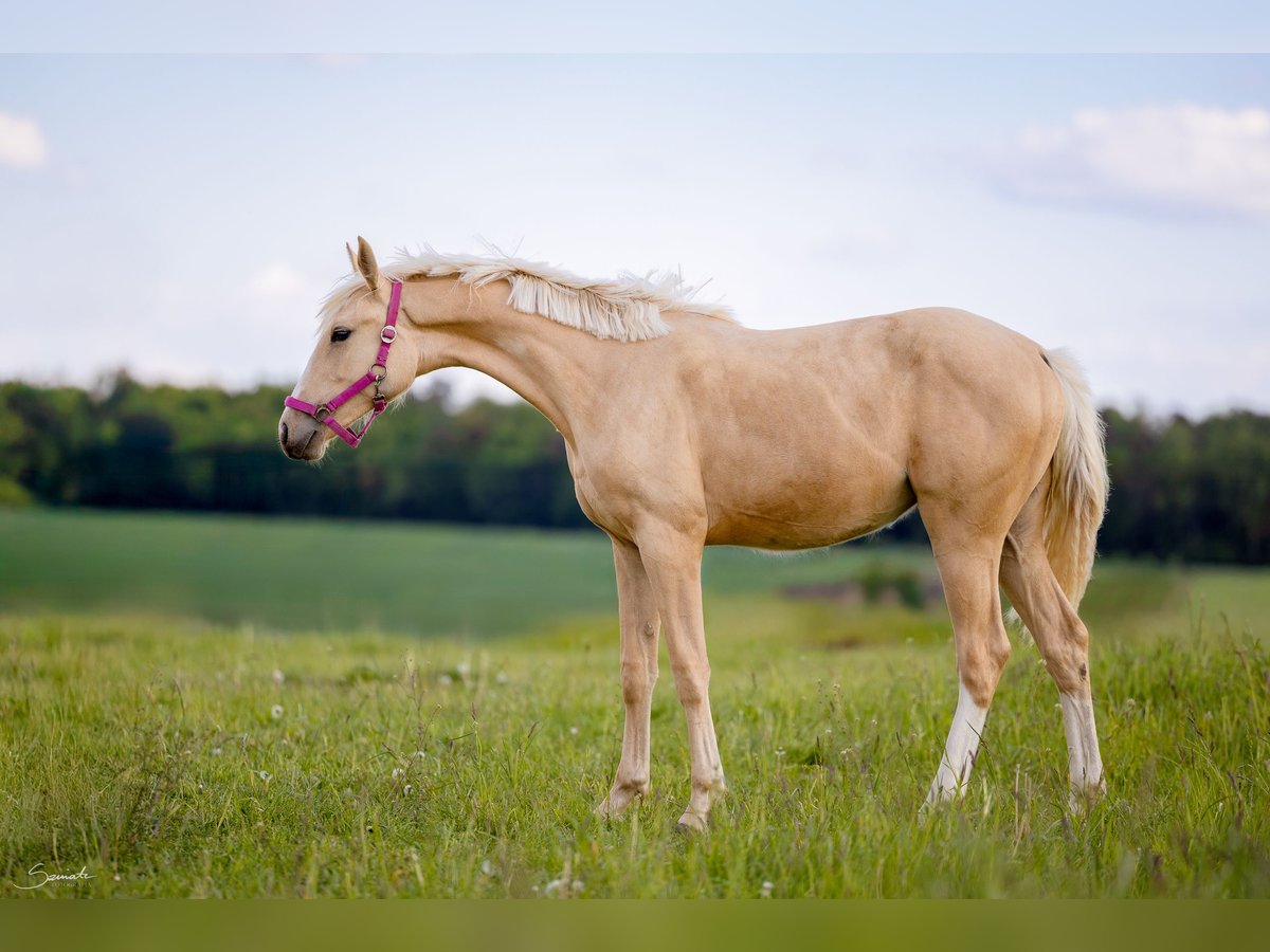 Zangersheider Mare 1 year 15,1 hh Palomino in Fajs&#x142;awice