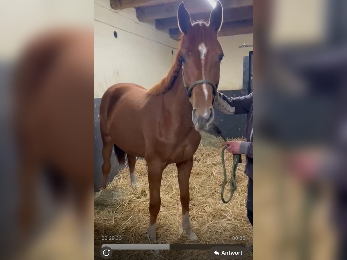 Zangersheider Mare 1 year 16 hh Chestnut-Red in Verden (Aller)