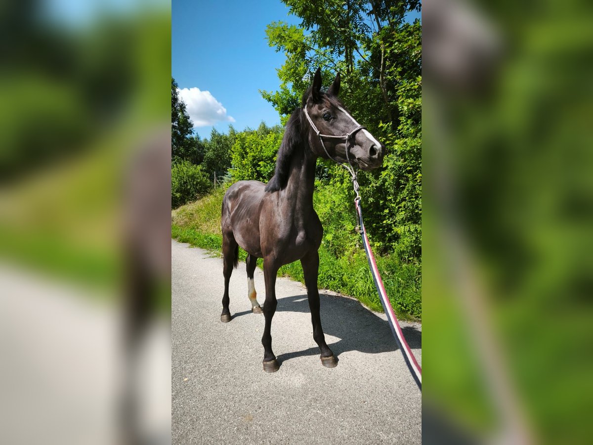 Zangersheider Mare 1 year Black in Trze&#x15B;ni&#xF3;w