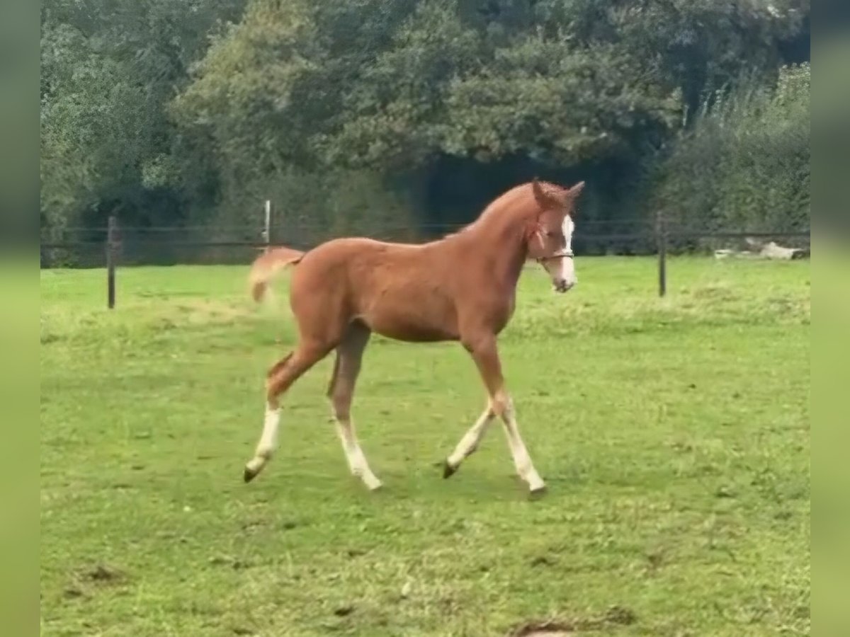 Zangersheider Mare 1 year Chestnut-Red in Hulsberg