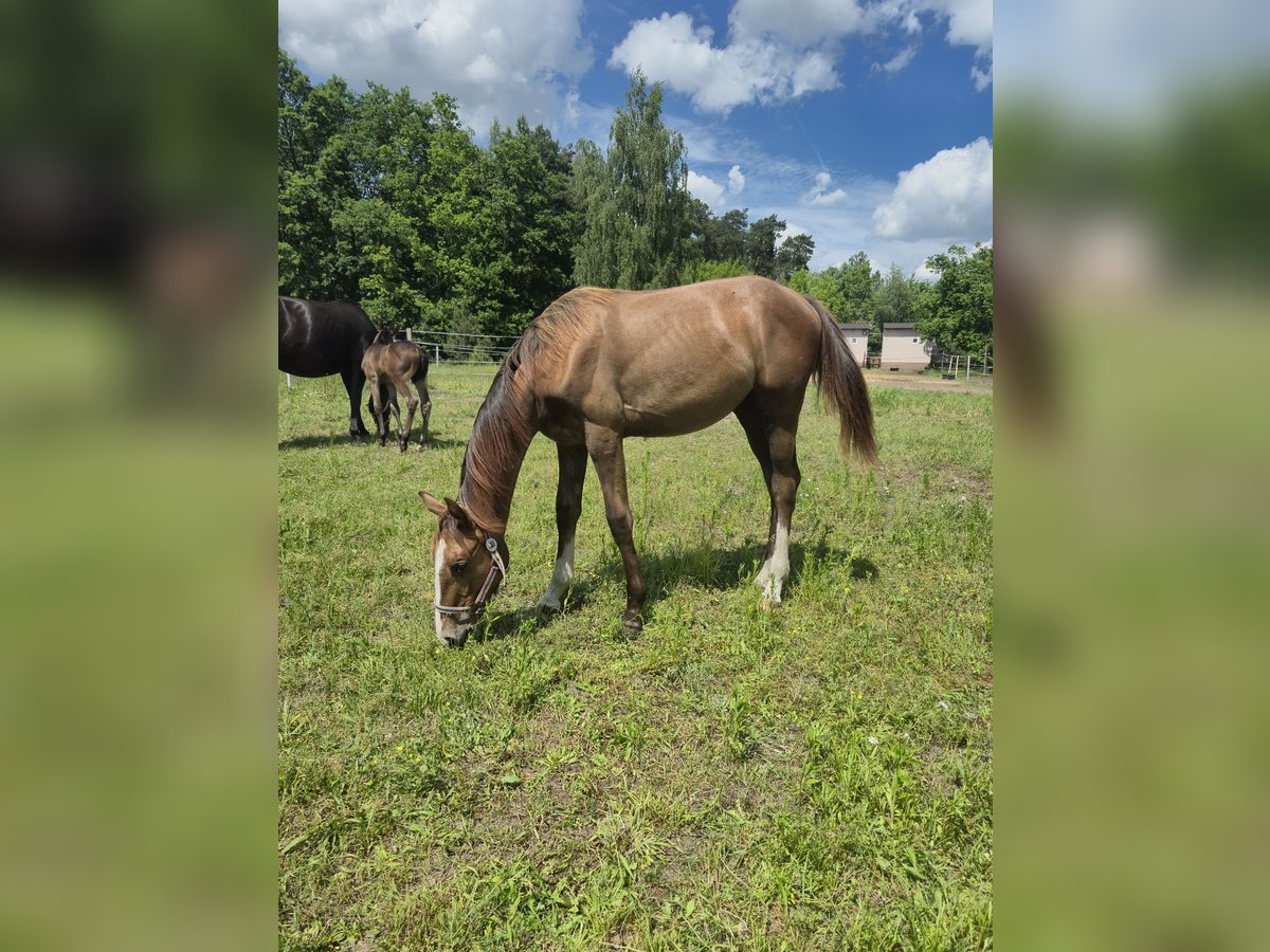 Zangersheider Mare 1 year Gray in Ruda