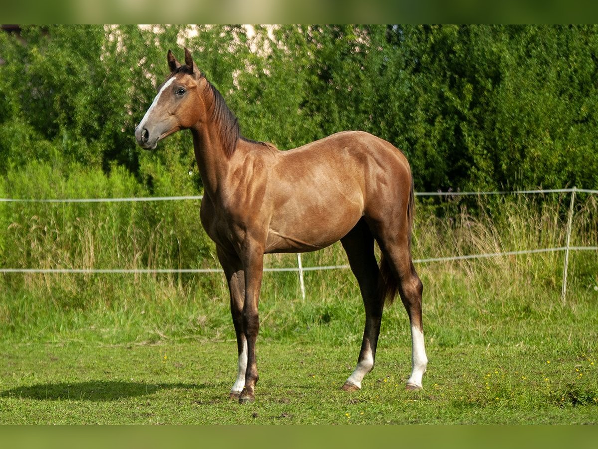 Zangersheider Mare 1 year Grey in Ruda