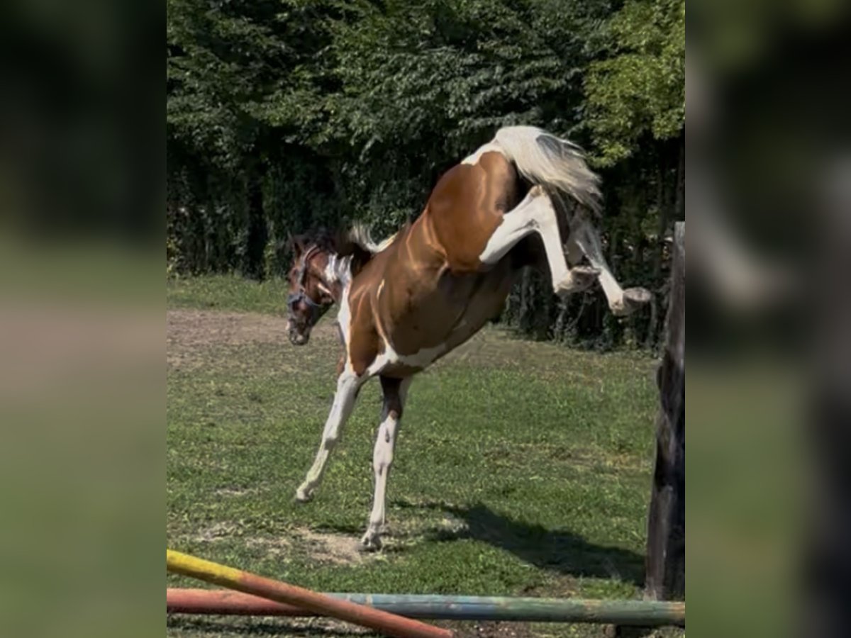 Zangersheider Mare 1 year Pinto in fel