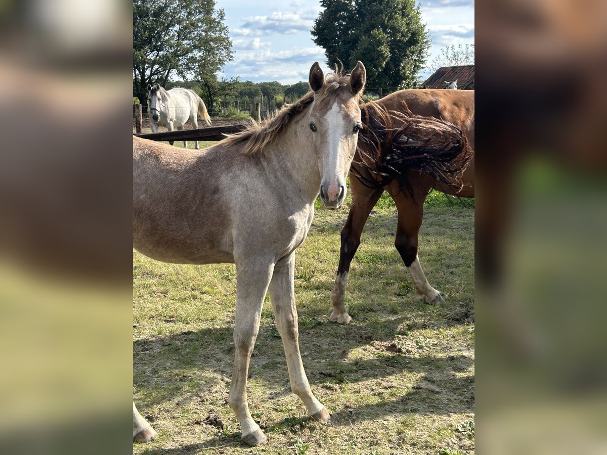 Zangersheider Mare 1 year in Neerglabbeek