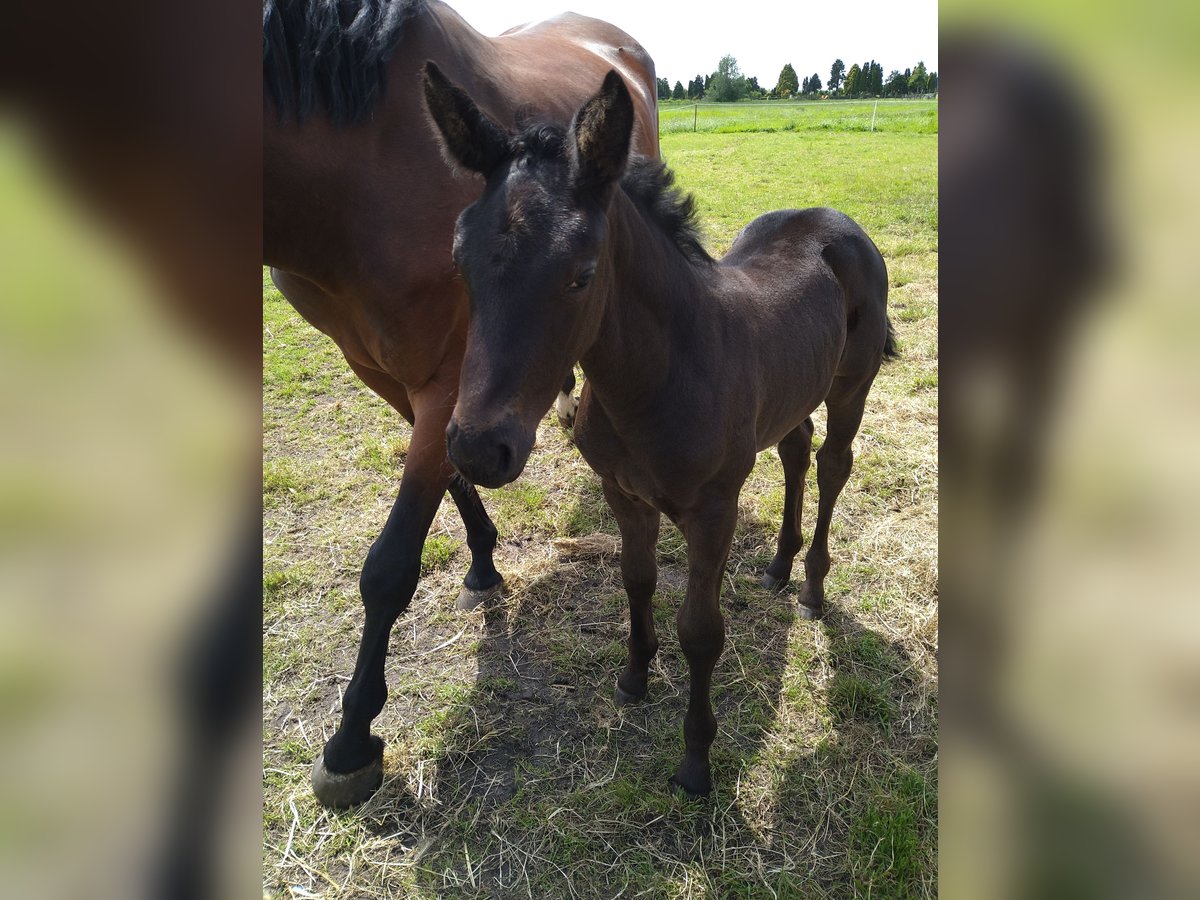 Zangersheider Mare 1 year Smoky-Black in Berkhout