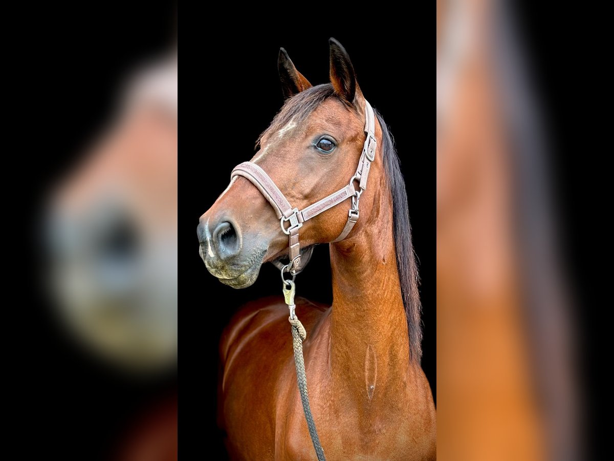 Zangersheider Mare 21 years 16 hh Brown in Kelmis