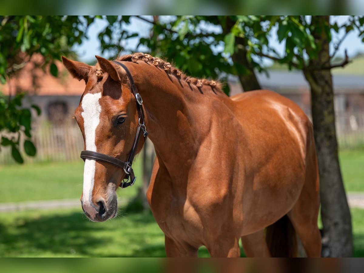 Zangersheider Mare 2 years 15,3 hh in GROTE-BROGEL